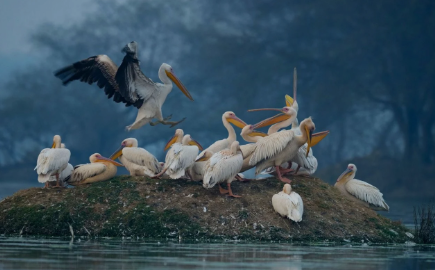 Nandur madhmeshwar, irds Migration