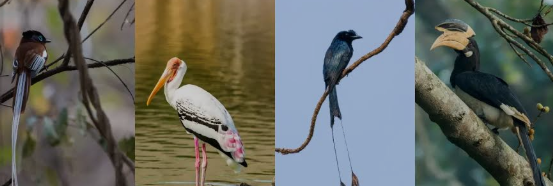 Nandur Madhmeshwar, 2025 Birds Edition