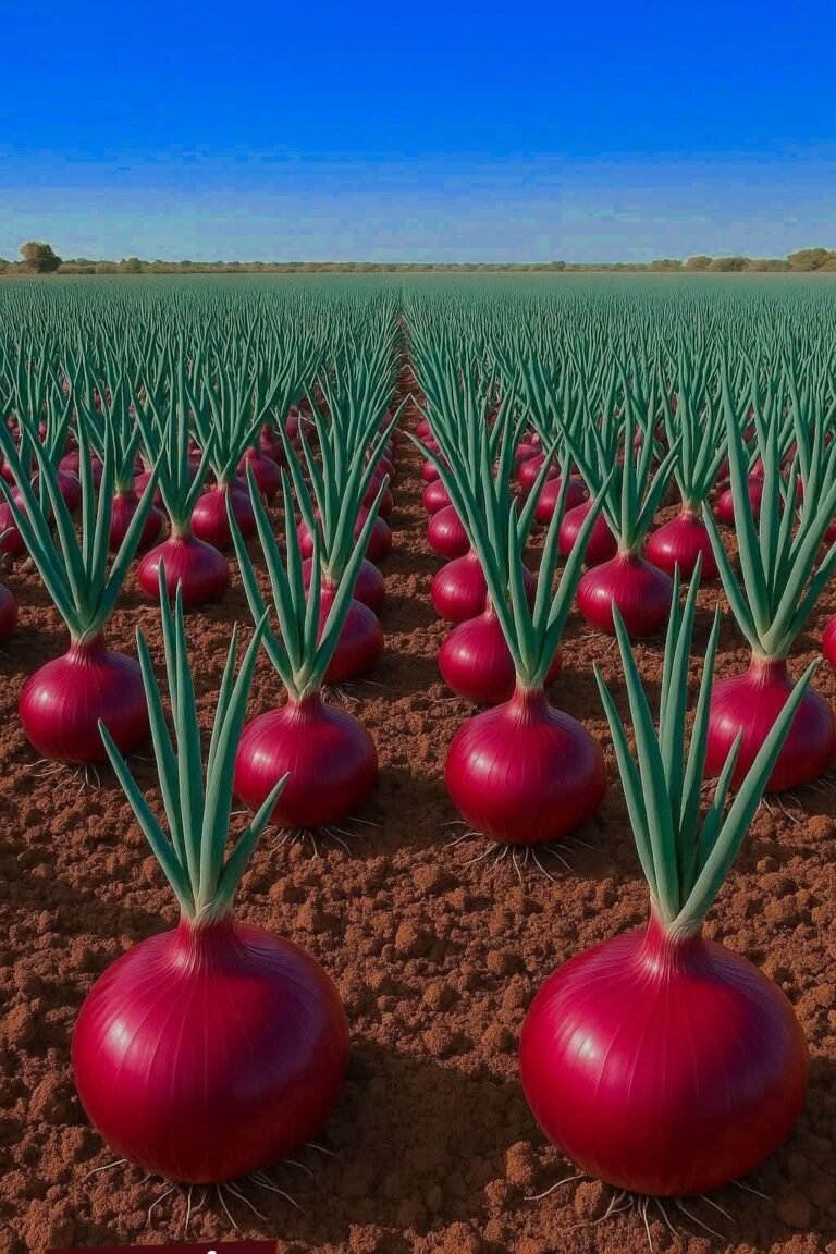 Read more about the article Nashik Onion Boom: 7 Shocking Successes and Lingering Fears Behind the 63% Yield Surge