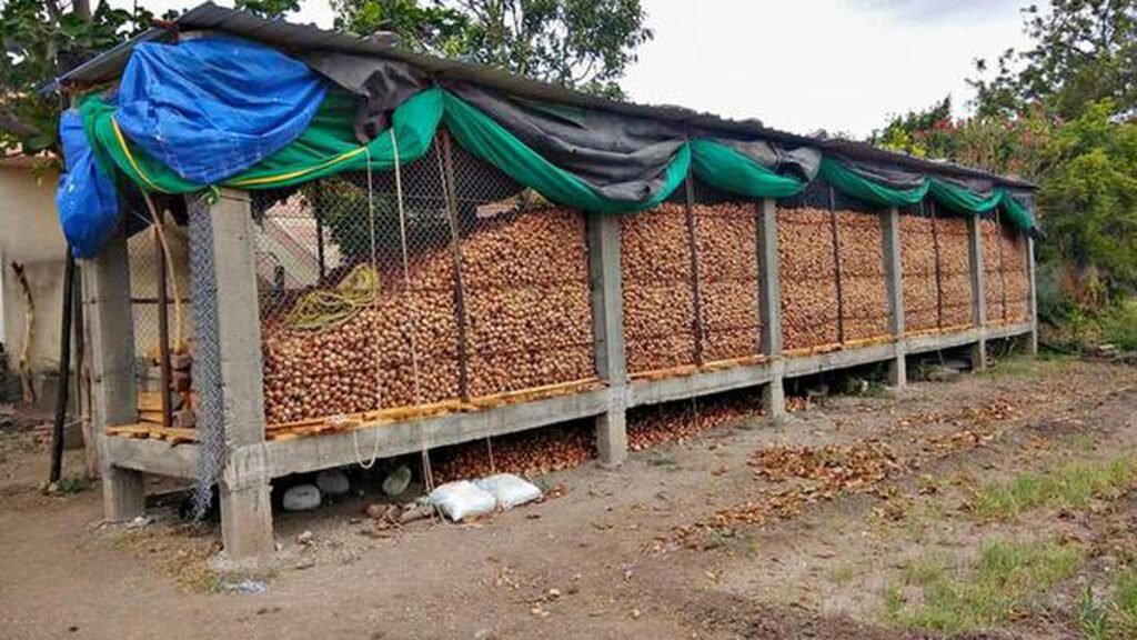 Nashik Onion Boom, is the shortage of scientific storage units