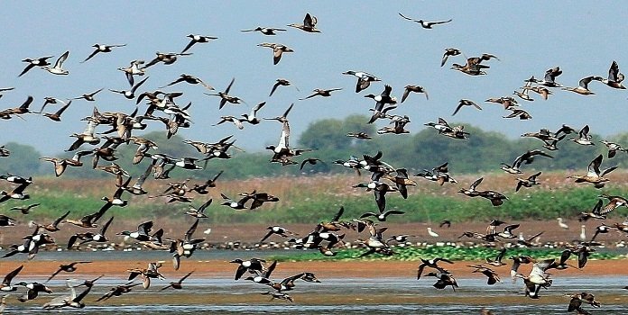 ne of the most jaw-dropping aspects of Bird Watching at Nandur Madhmeshwar is the sheer biodiversity. The sanctuary is home to over 230 species, including migratory birds from Europe, Central Asia, and Siberia.