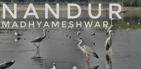 Read more about the article Bird Watching at Nandur Madhmeshwar: 7 Jaw-Dropping Sights & Shocking Realities (2025 Guide)