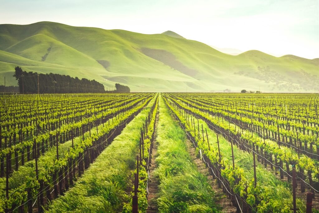 Modern vineyard landscape symbolizing the Agri-Tech boom led by Nashik Startups 2025.