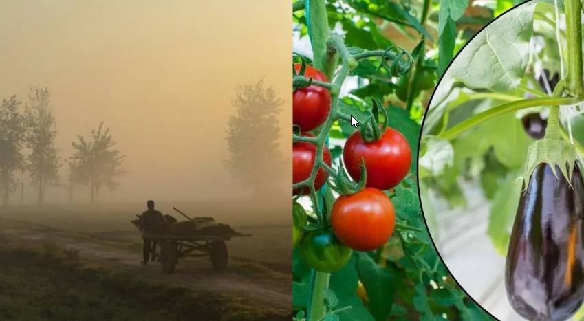 Nashik cold wave impacting farmers as extreme winter fog affects crops like tomatoes and brinjal in agricultural fields