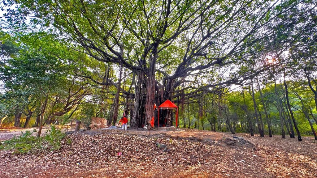 Tapovan Development Debate Nashik – ancient banyan tree with a small shrine surrounded by dense green forest area